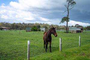 Stallion in paddock