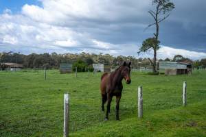 Stallion in paddock