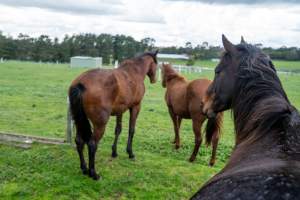 Horses in paddock