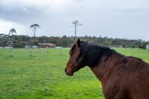 Stallion in paddock