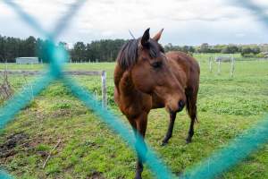 Stallion at fence