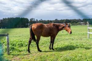 Horse in paddock