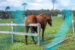 Horse rubbing on fence