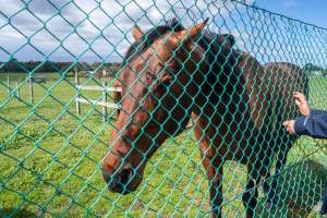 Stallion at fence