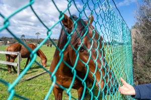 Stallion at fence