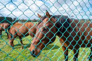 Stallion at fence