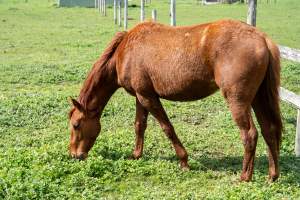 Young colt - Roughly 1-2 years old