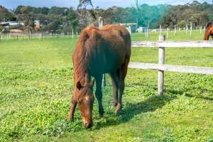 Young colt - Roughly 1-2 years old