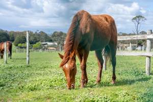 Young colt - injured leg - Blood from wound on front leg