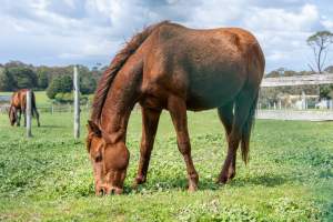 Young colt - injured leg - Blood from wound on front leg