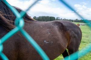 Scratches on side - Signs of fighting