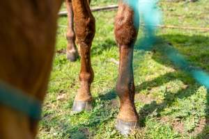 Young colt - injured leg - Blood from wound on front leg