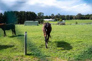 Horse in paddock