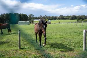 Horse in paddock