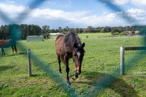 Horse in paddock