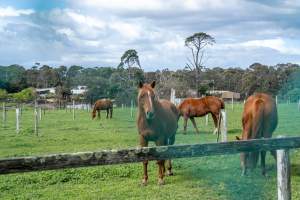 Gelding in paddock