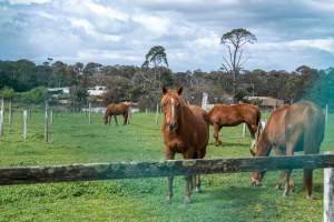 Gelding in paddock