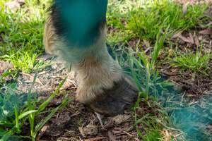 Horse with bad hooves - Signs of neglect