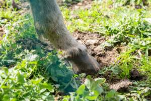 Horse with bad hooves - Signs of neglect