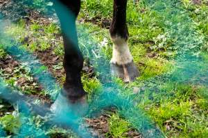 Horse with bad hooves - Signs of neglect
