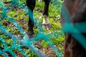 Horse with bad hooves - Signs of neglect