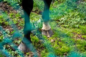 Horse with bad hooves - Signs of neglect