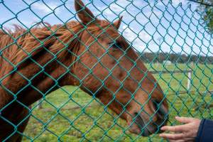 Horse at fence