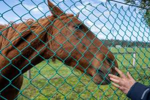 Horse at fence