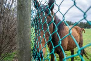 Stallion at fence
