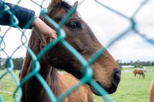 Stallion at fence