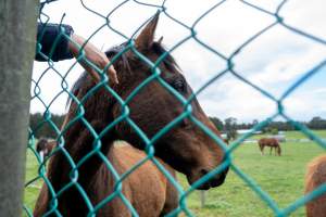 Stallion at fence