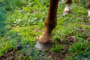 Horse with bad hooves - Signs of neglect