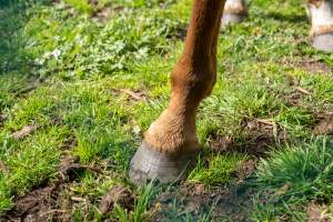 Horse with bad hooves - Signs of neglect