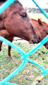 Neglected and injured horses - Screenshot from footage