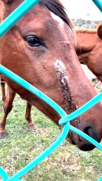 Neglected and injured horses - Screenshot from footage