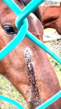 Neglected and injured horses - Screenshot from footage