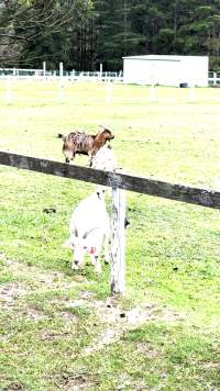 Neglected and injured horses - Screenshot from footage