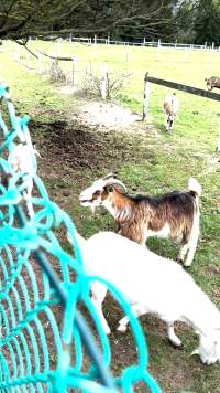 Neglected and injured horses - Screenshot from footage