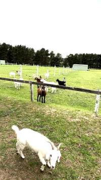 Neglected and injured horses - Screenshot from footage