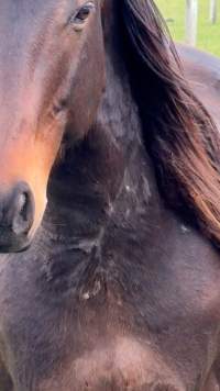 Neglected and injured horses - Screenshot from footage