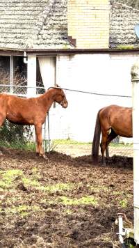Neglected and injured horses - Screenshot from footage