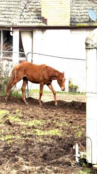 Neglected and injured horses - Screenshot from footage