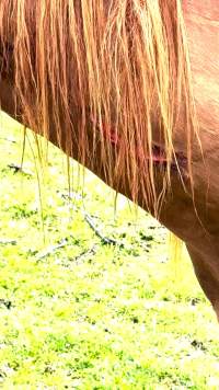 Neglected and injured horses - Screenshot from footage