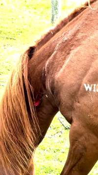 Neglected and injured horses - Screenshot from footage