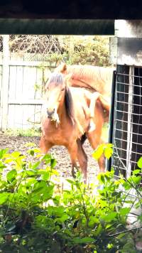 Neglected and injured horses - Screenshot from footage