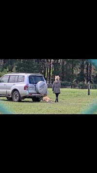 Neglected and injured horses - Screenshot from footage