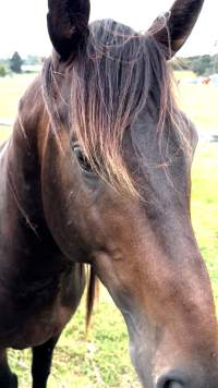 Neglected and injured horses - Screenshot from footage