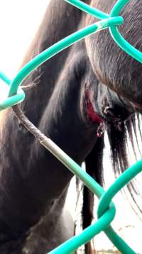 Neglected and injured horses - Screenshot from footage
