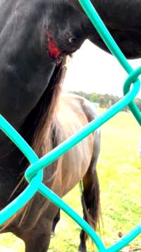 Neglected and injured horses - Screenshot from footage