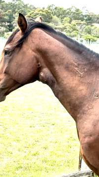Neglected and injured horses - Screenshot from footage